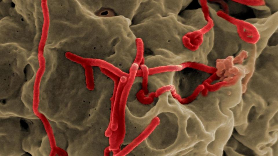 Virus eboly